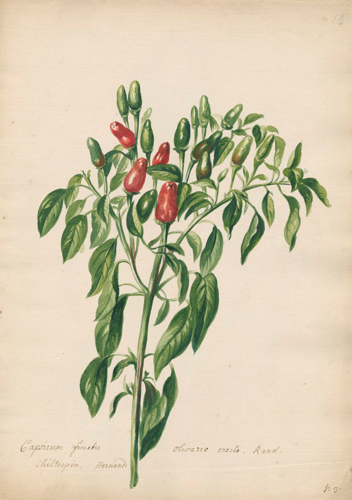 Detail of 'Capsicum fructu olivario...' by Jacob van Huysum