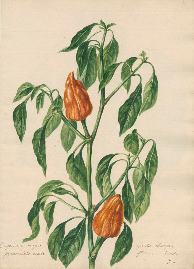 Detail of 'Capsicum majus...' by Jacob van Huysum