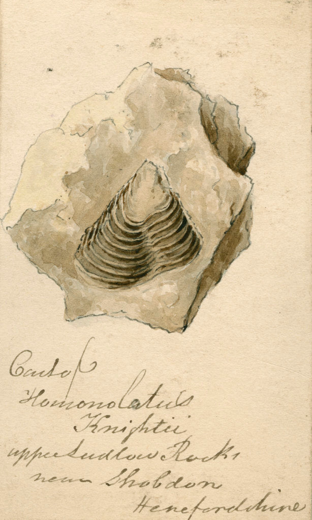 Detail of Fossil shell 'Homonolatus knightii' by Anonymous