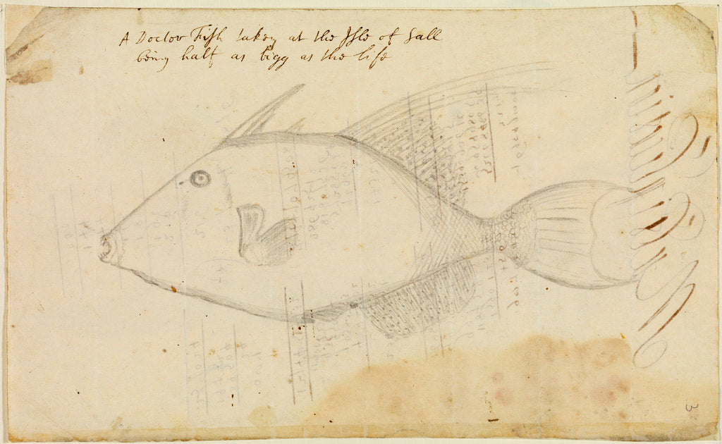 Detail of Doctor fish by Edmond Halley