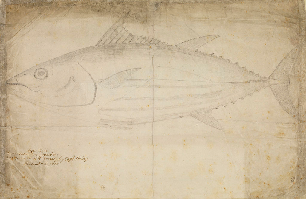 Detail of Tuna fish by Edmond Halley