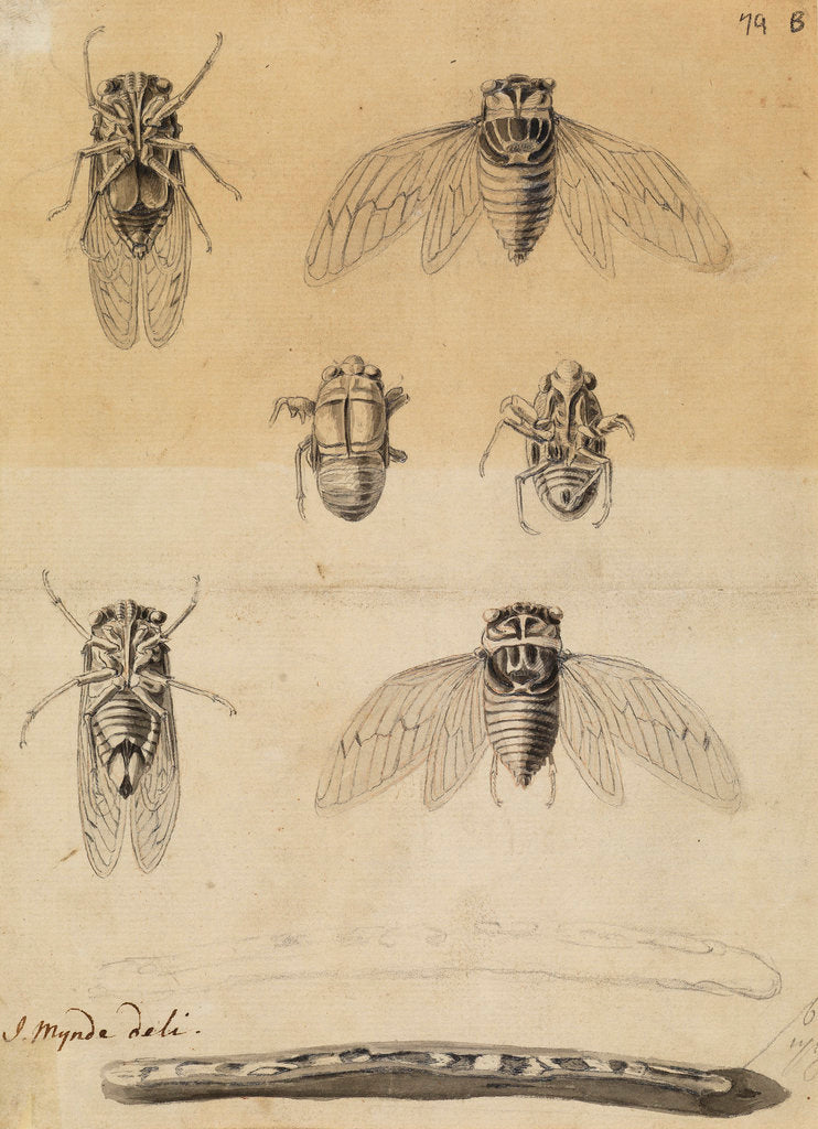 Detail of Cicadas by James Mynde