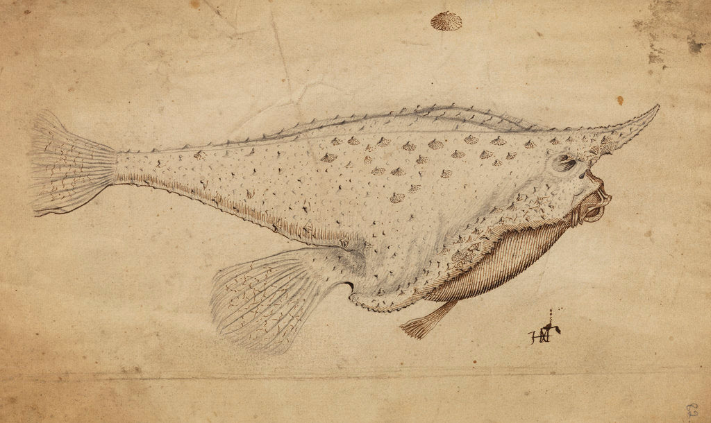 Longnose batfish by Henry Hunt