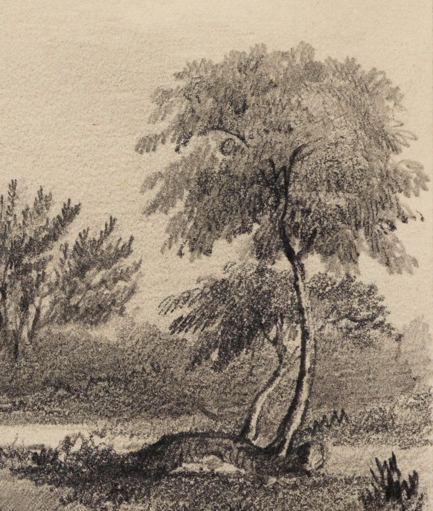 Detail of Apple tree at Woolsthorpe Manor by George Rowe