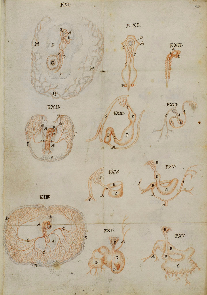 Detail of Developmental stages of chicken embryo by Marcello Malpighi