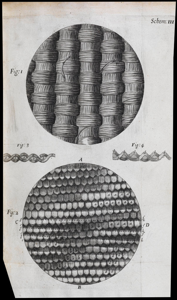 Detail of Microscopic view of silk and taffeta by Robert Hooke