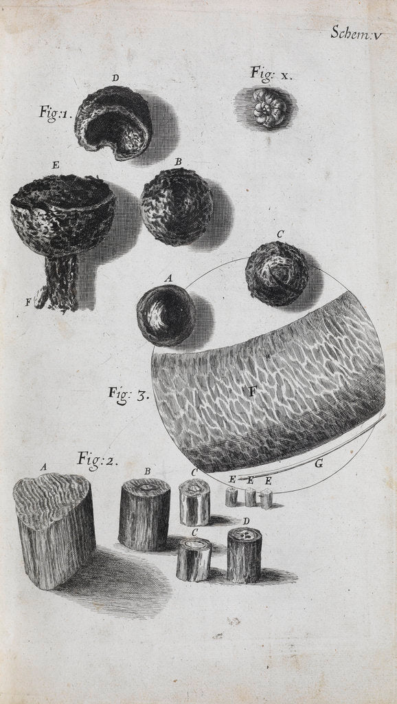 Microscopic view of hair and a shell by Robert Hooke