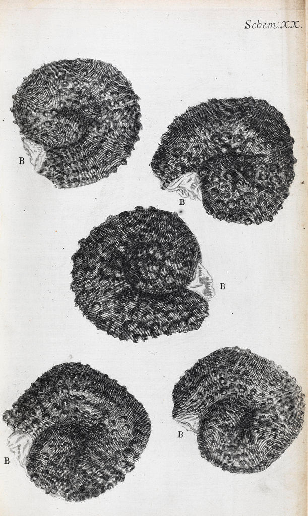 Detail of Microscopic views of purslane seeds by Robert Hooke
