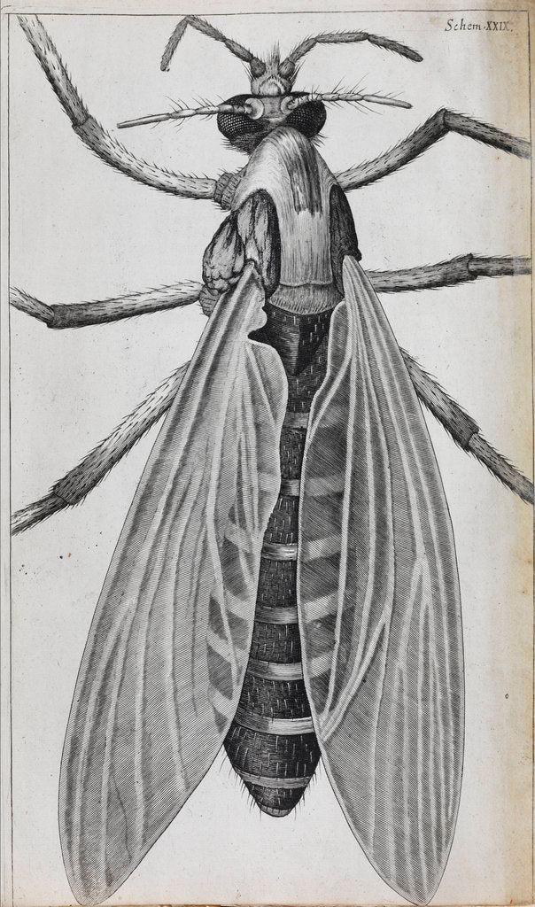 Detail of Microscopic views of a female gnat by Robert Hooke