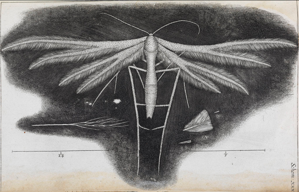 Microscopic view of a white feather-winged moth by Robert Hooke