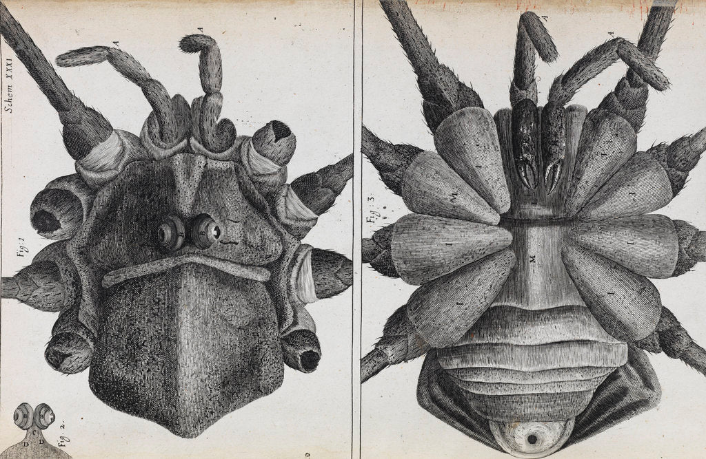 Detail of Microscopic views of a spider by Robert Hooke