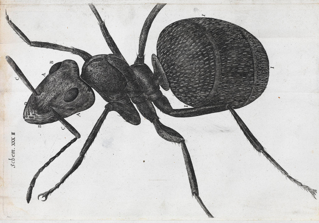 Microscopic view of an ant by Robert Hooke