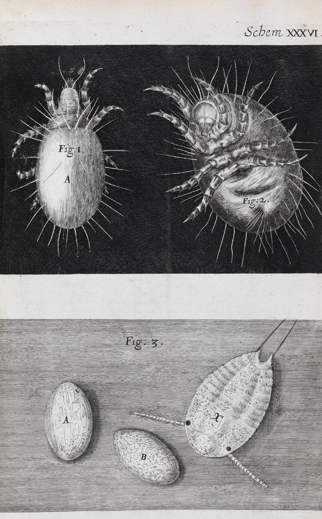 Detail of Microscopic views of mites by Robert Hooke