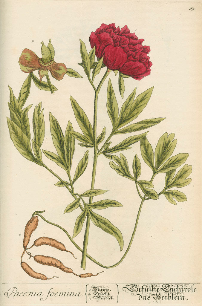 Detail of 'Paeonia foemina' by Elizabeth Blackwell