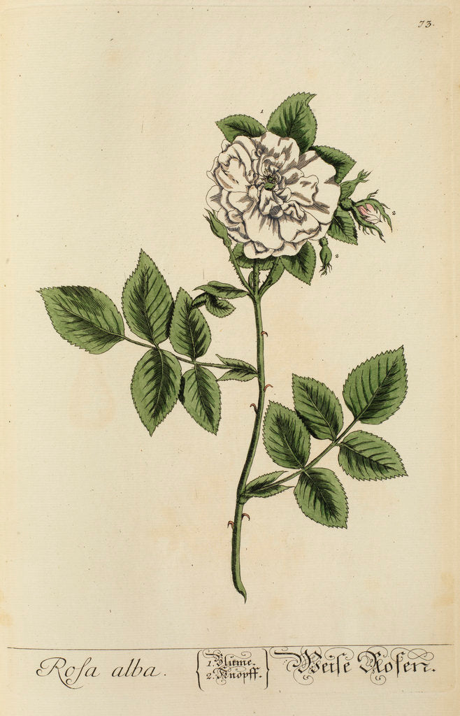 Detail of 'Rosa alba' by Elizabeth Blackwell