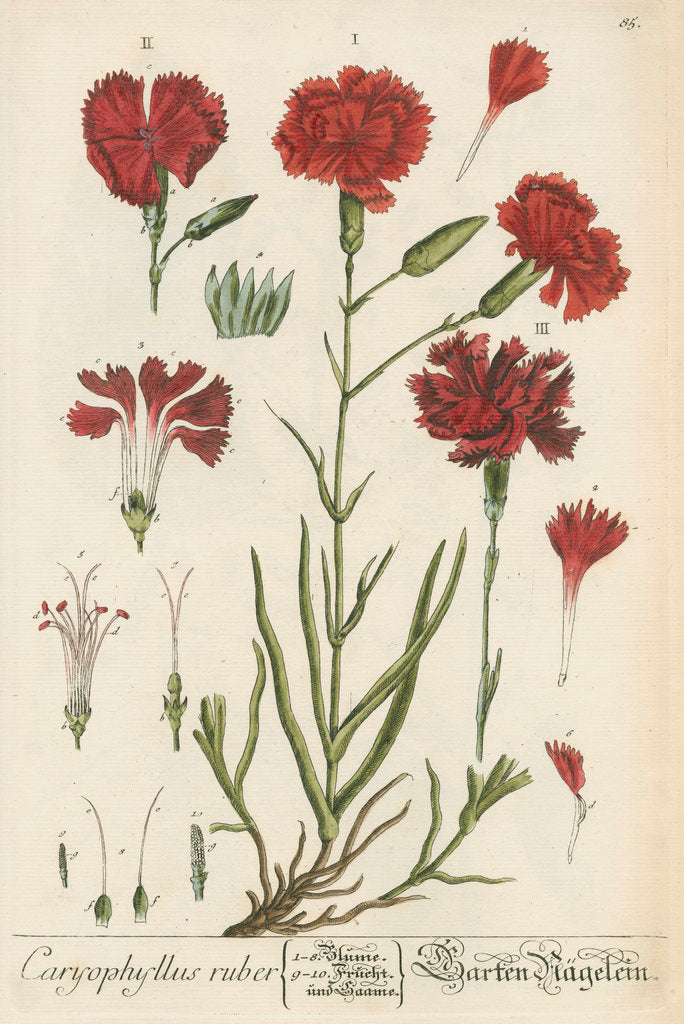 Detail of 'Caryophyllus ruber' by Elizabeth Blackwell