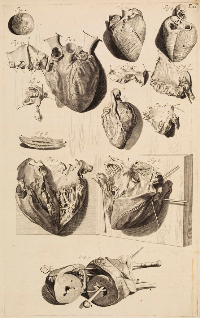 The human heart by Gerard de Lairesse