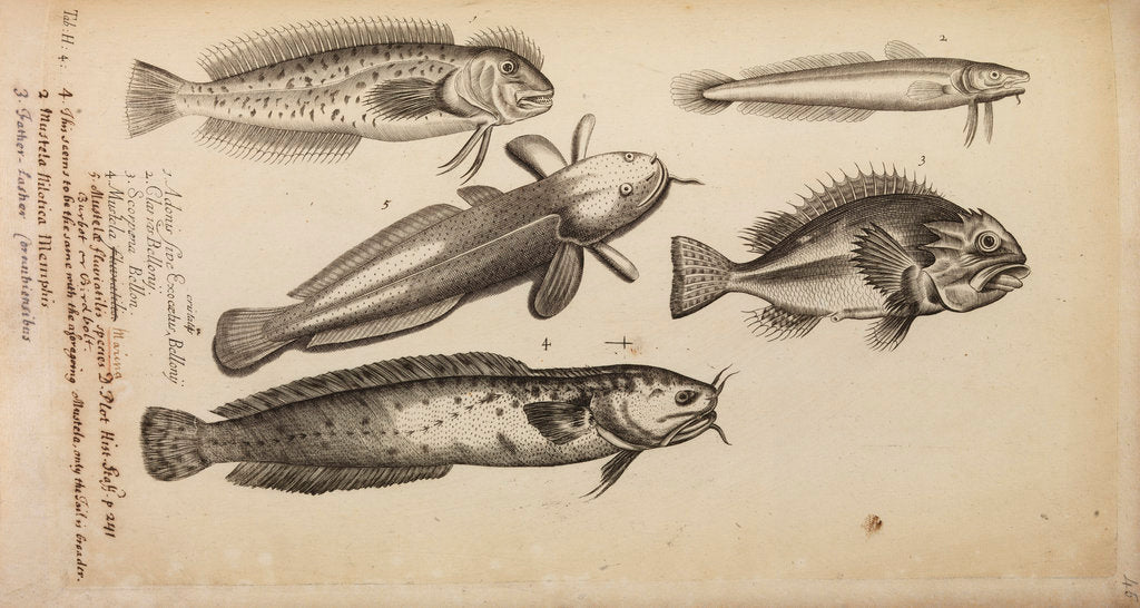 Study of five fish by Anonymous