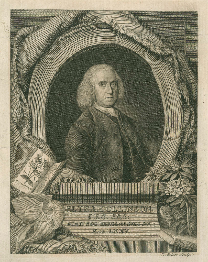 Portrait of Peter Collinson (1694-1768) by J Miller