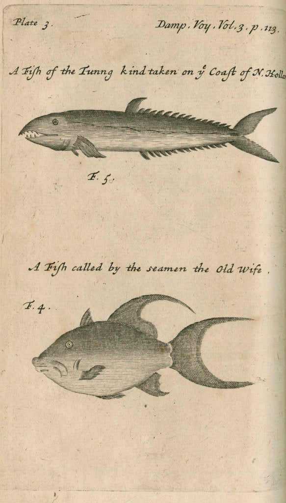 Detail of Marine life observed by William Dampier (1651-1715) by Anonymous