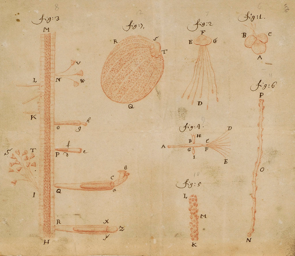 Microscopic views of duckweed and microorganisms by Antoni van Leeuwenhoek