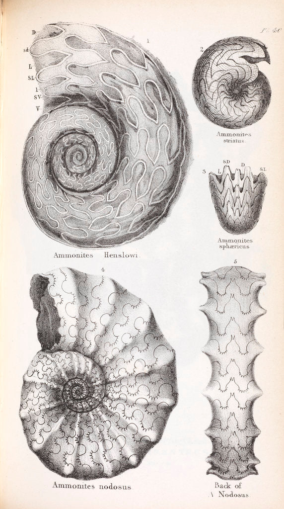 Detail of Four genus of ammonite by Edward Lear