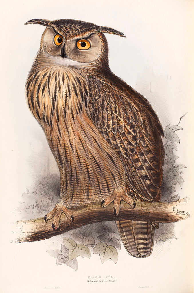 Detail of Eagle Owl by Edward Lear