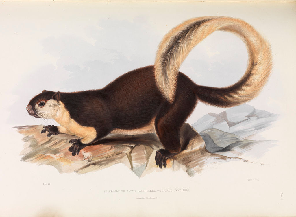 Detail of Malayan Giant Squirrel by I W Moore