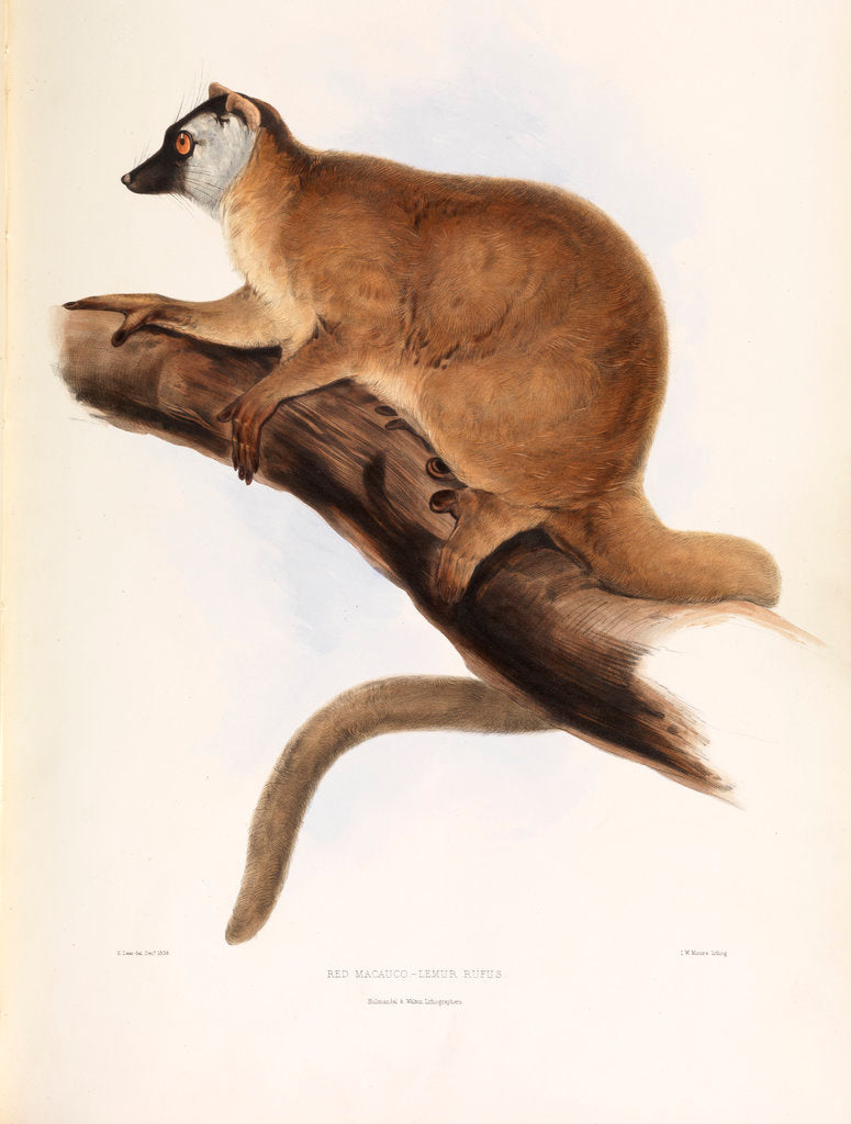 Detail of Red Macacuco [Red Lemur] by I W Moore