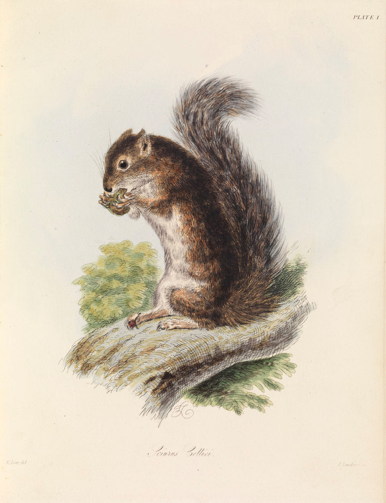 Detail of Mexican tree squirrel by Thomas Landseer
