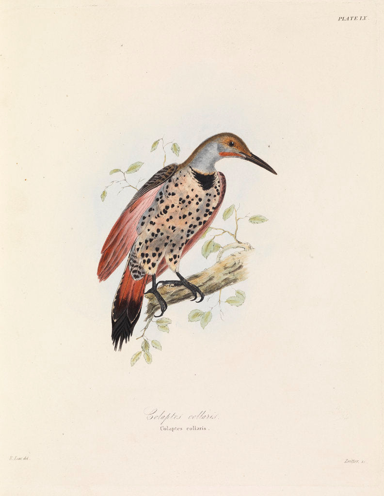 Detail of Red-shafted Flicker by John Christian Zeitter