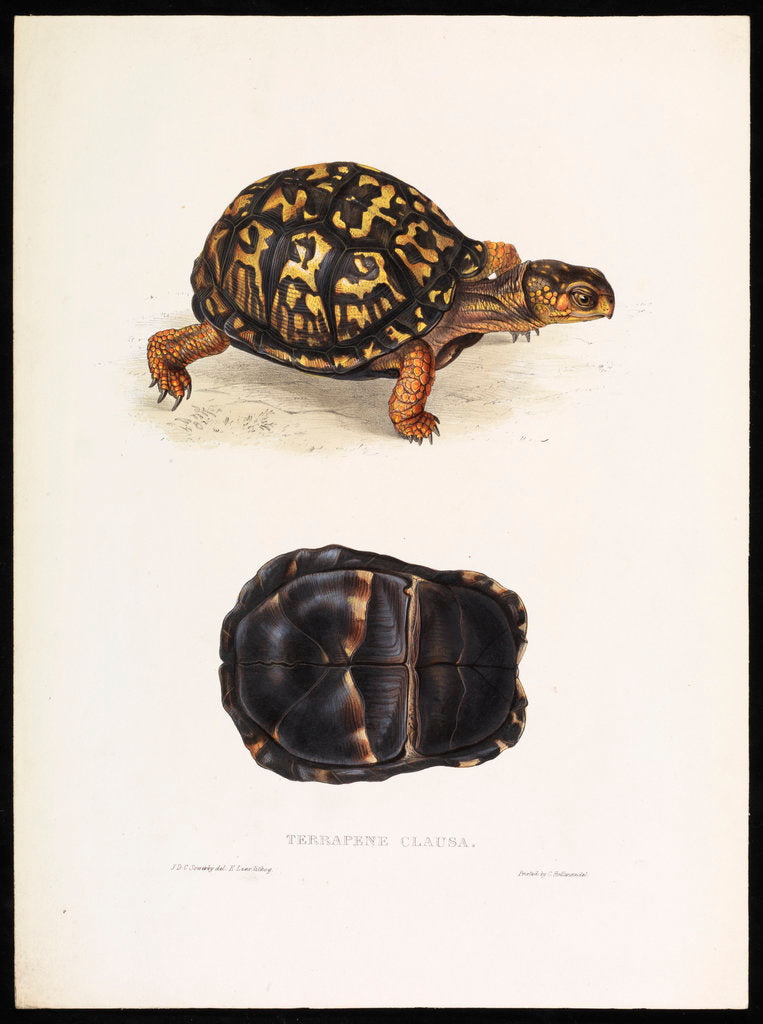 North American Box Turtle by J D C Sowerby
