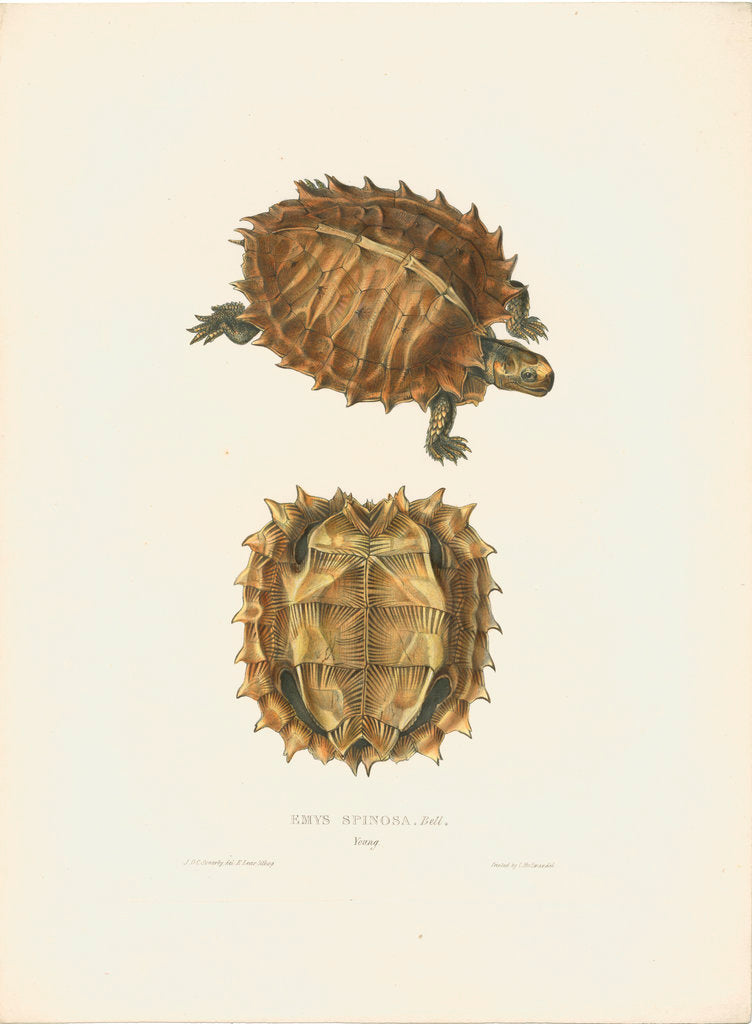 Detail of Spiny Turtle by J D C Sowerby