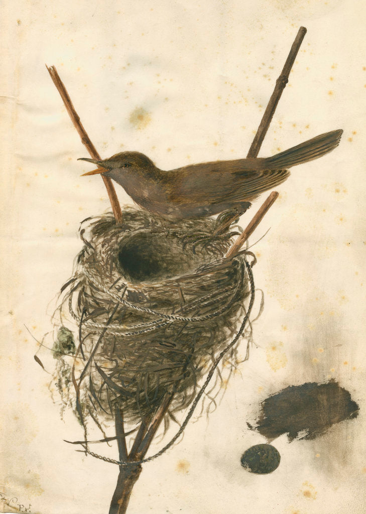 Detail of Great Reed Warbler and its nest by Anonymous
