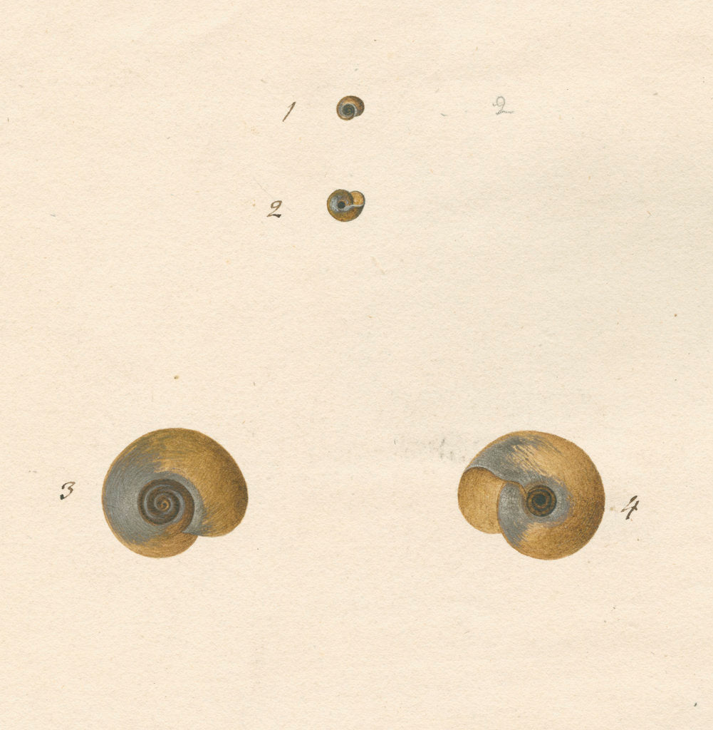 Detail of 'Helix fontana' snail shell by John Agnew