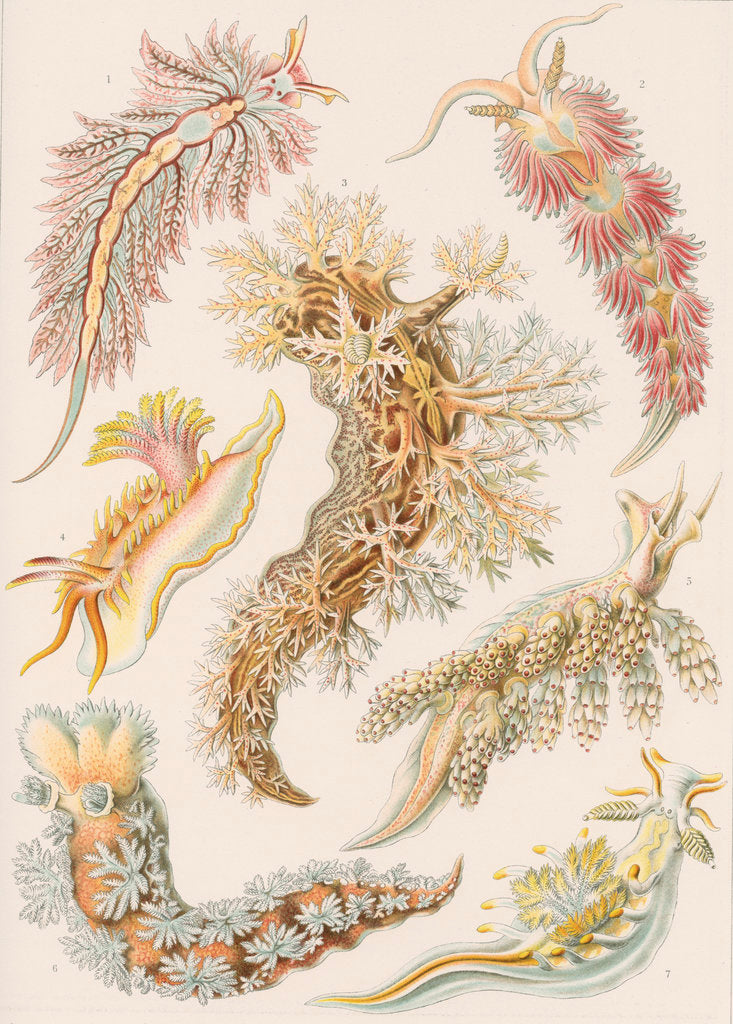 Detail of 'Nudibranchia' [marine molluscs] by Adolf Giltsch