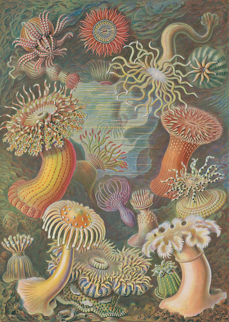Detail of 'Actiniae' [sea anemones] by Adolf Giltsch