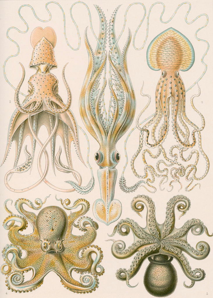 Detail of 'Gamochonia' [octopus and squid] by Adolf Giltsch