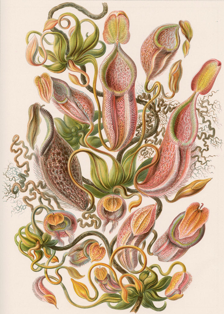Detail of 'Nepenthaceae' [pitcher plant] by Adolf Giltsch