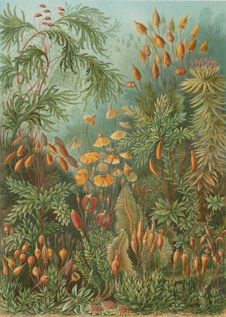 Detail of 'Muscinae' [mosses] by Adolf Giltsch