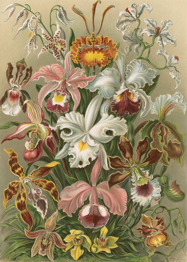 'Orchideae' [orchids] by Adolf Giltsch