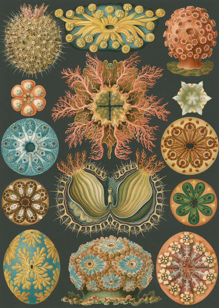 'Ascidiae' [sea squirts] by Adolf Giltsch