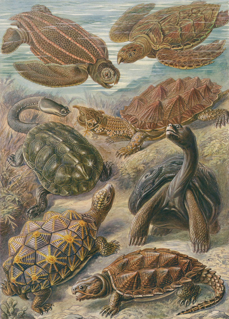 'Chelonia' [turtles, tortoises and terrapins] by Adolf Giltsch