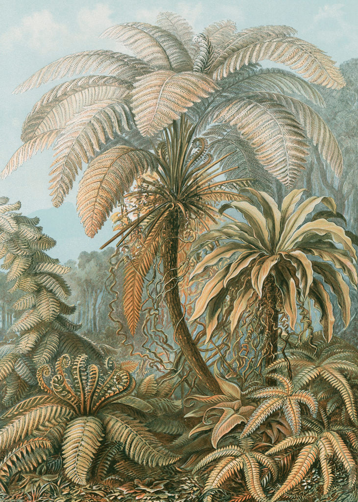 'Filicinae' [tropical ferns] by Adolf Giltsch