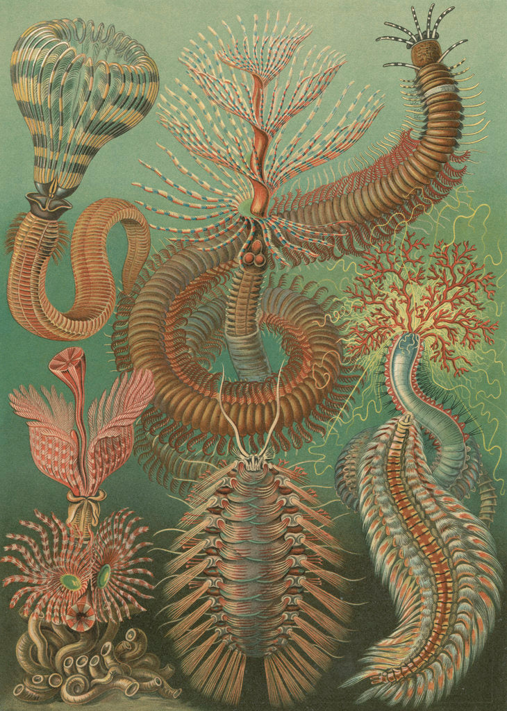 Detail of 'Chaetopoda' [marine worms] by Adolf Giltsch