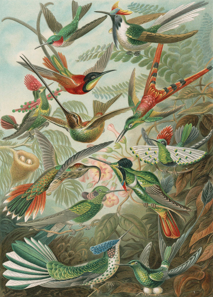 Detail of 'Trochilidae' [humming birds] by Adolf Giltsch