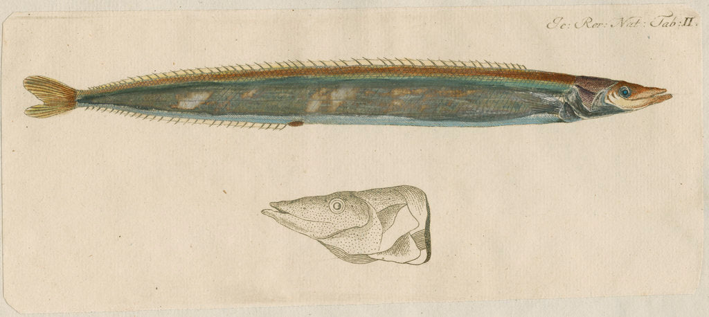 'L'Ammodite' [Lesser sand eel] by Anonymous