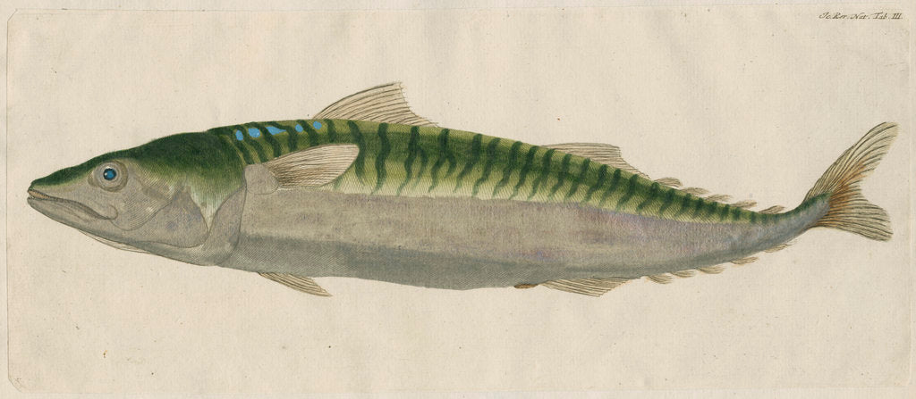 Detail of 'Le Maquereau' [Atlantic mackerel] by Anonymous