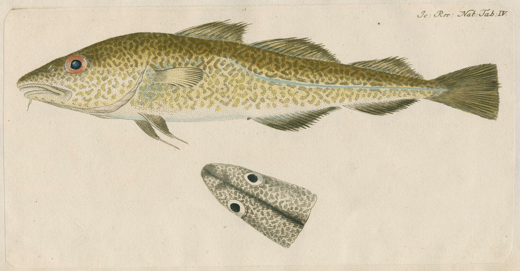 Detail of 'Le Torsk' [juvenile Atlantic cod?] by Anonymous