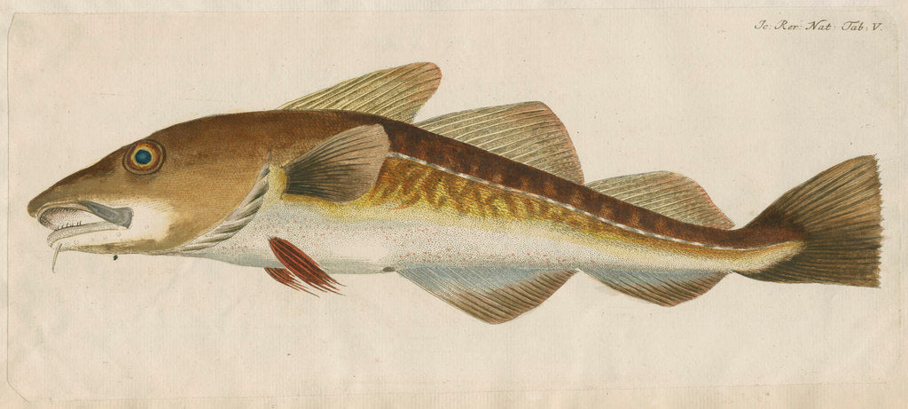 Detail of 'Le Titling' [adult Atlantic cod?] by Anonymous